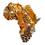 safari shoes zimbabwe